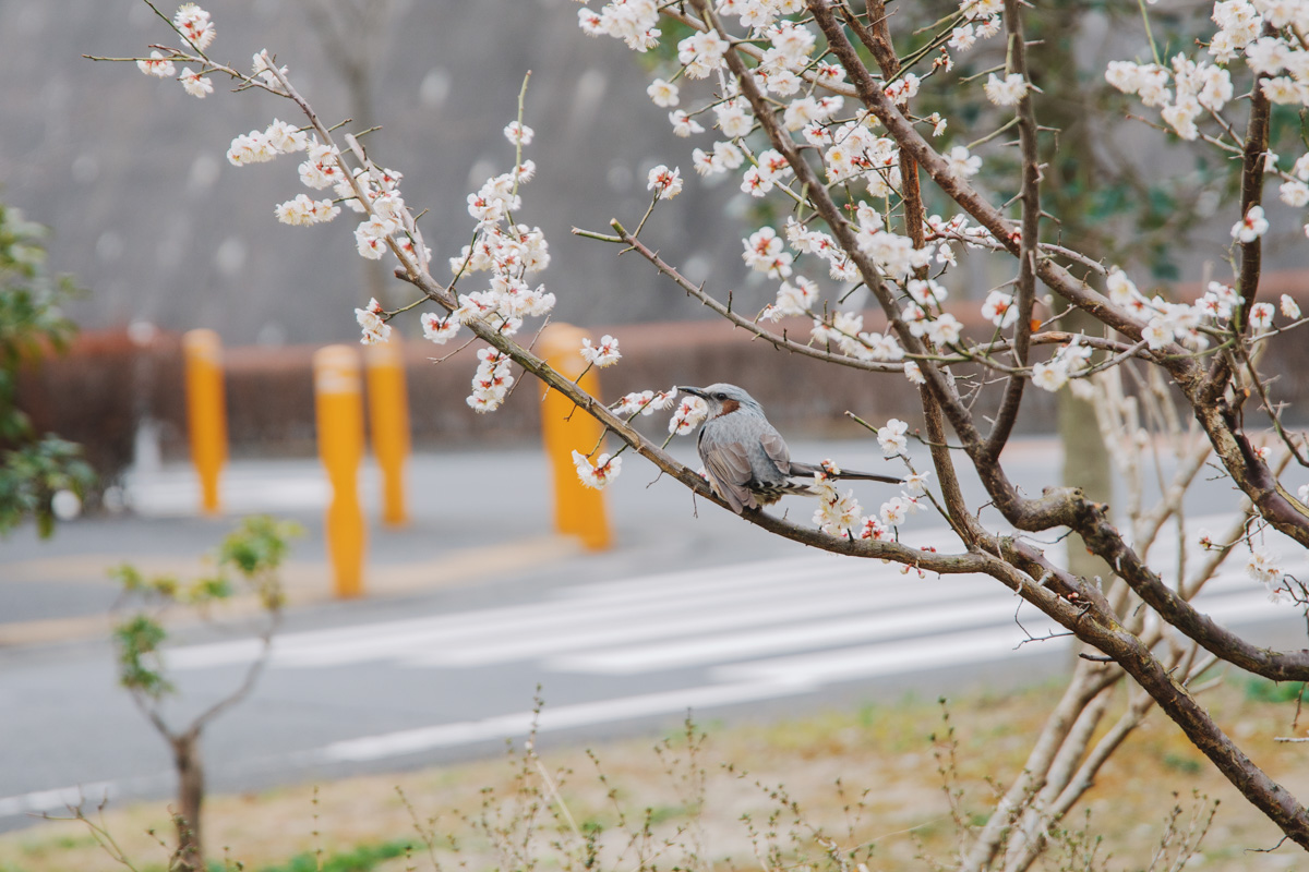 2019/2/10 多摩市健幸まちづくり